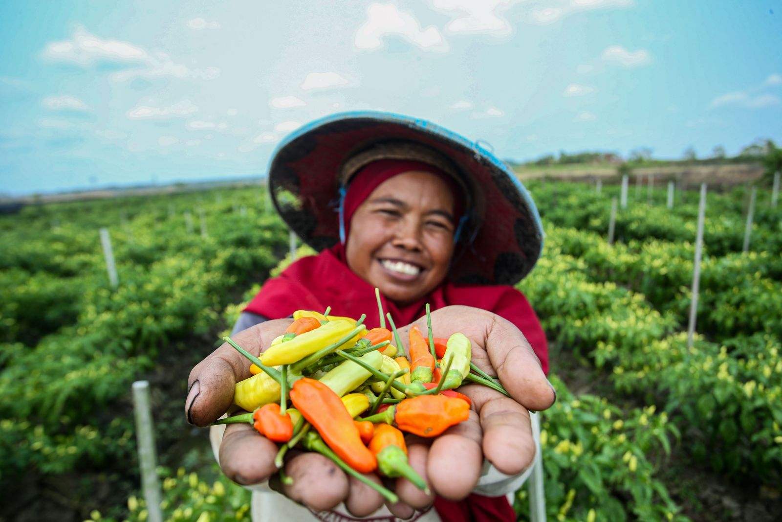 Cara BRI Menuju Ekonomi Hijau, Catatkan Portofolio Pembiayaan Berkelanjutan Capai Rp764,8 Triliun (istimewa/ surabayakabarmetro.id)