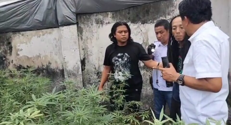 Bikin Greenhouse, Warga Jombang Ternyata Tanam Ganja, Ending Digerebek Polisi (istimewa/ surabayakabarmetro.id)