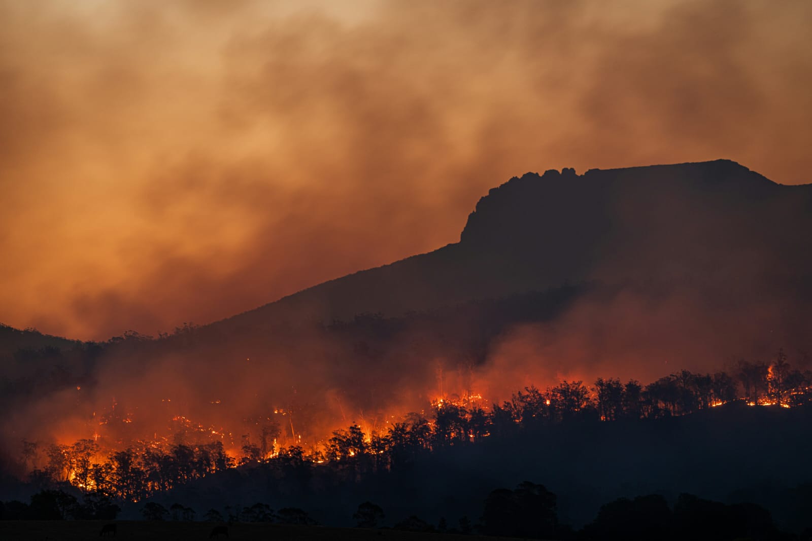 Karhutla Kalimantan Tak Kunjung Padam, Ternyata Pernah Terjadi Puluhan Tahun Lalu dan Dampaknya bagi Masyarakat serta Iklim (unsplash)