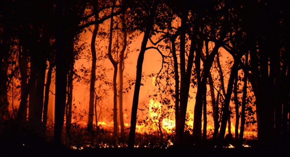 Hutan Kalimantan Terbakar, Ancaman Terbesarnya Justru Bersembunyi di Bawah Tanah (Istimewa/ pexels)