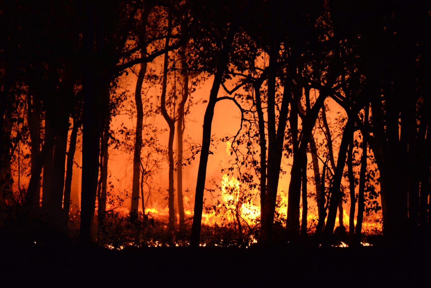 Hutan Kalimantan Terbakar, Ancaman Terbesarnya Justru Bersembunyi di Bawah Tanah (Istimewa/ pexels)